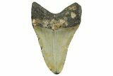 Fossil Megalodon Tooth - North Carolina #361697-1
